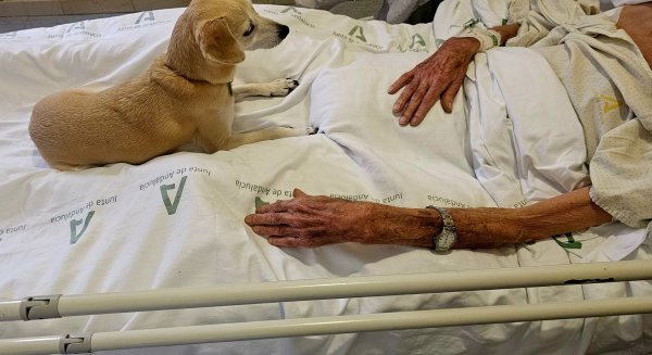 El Hospital Civil permitirá a los enfermos terminales despedirse de sus mascotas a través del proyecto “Tu mascota te acompaña”