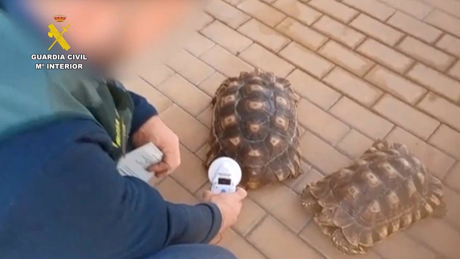 Intervenidas 17 especies protegidas que se comercializaban ilegalmente a través de internet en Málaga