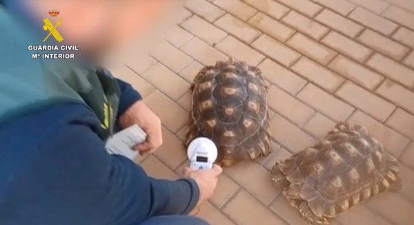 Intervenidas 17 especies protegidas que se comercializaban ilegalmente a través de internet en Málaga