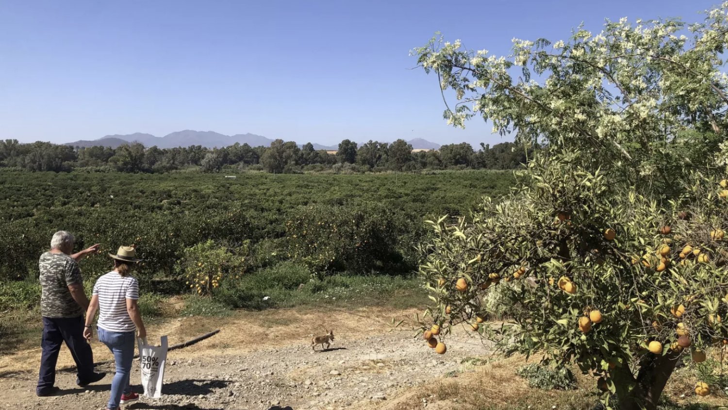ASAJA Málaga celebra avances legislativos clave para el sector agrario: contratación temporal y doble tarifa eléctrica