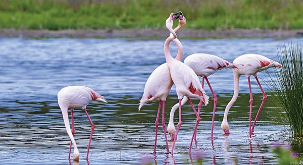 Las lluvias de marzo permiten la instalación de la colonia de flamencos en la Laguna de Fuente de Piedra 