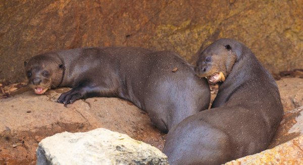 Nacen tres crías de nutria gigante en Bioparc Fuengirola: una esperanza para una especie en peligro de extinción