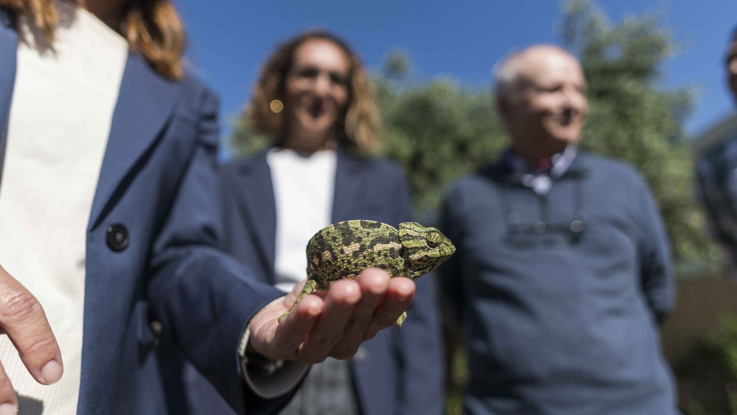 Nuevo impulso para la conservación del camaleón común en Málaga