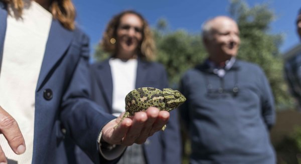 Nuevo impulso para la conservación del camaleón común en Málaga