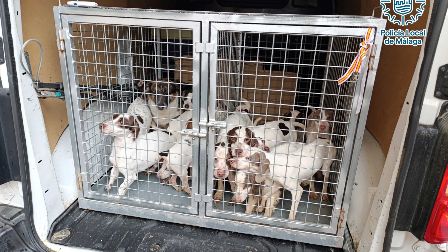 La Policía Local de Málaga denuncia y lleva ante la Fiscalía a una mujer que convivía con 33 perros y 9 gatos en condiciones insalubres