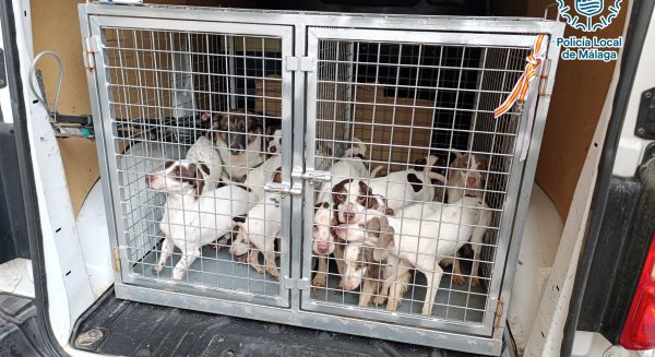 La Policía Local de Málaga denuncia y lleva ante la Fiscalía a una mujer que convivía con 33 perros y 9 gatos en condiciones insalubres