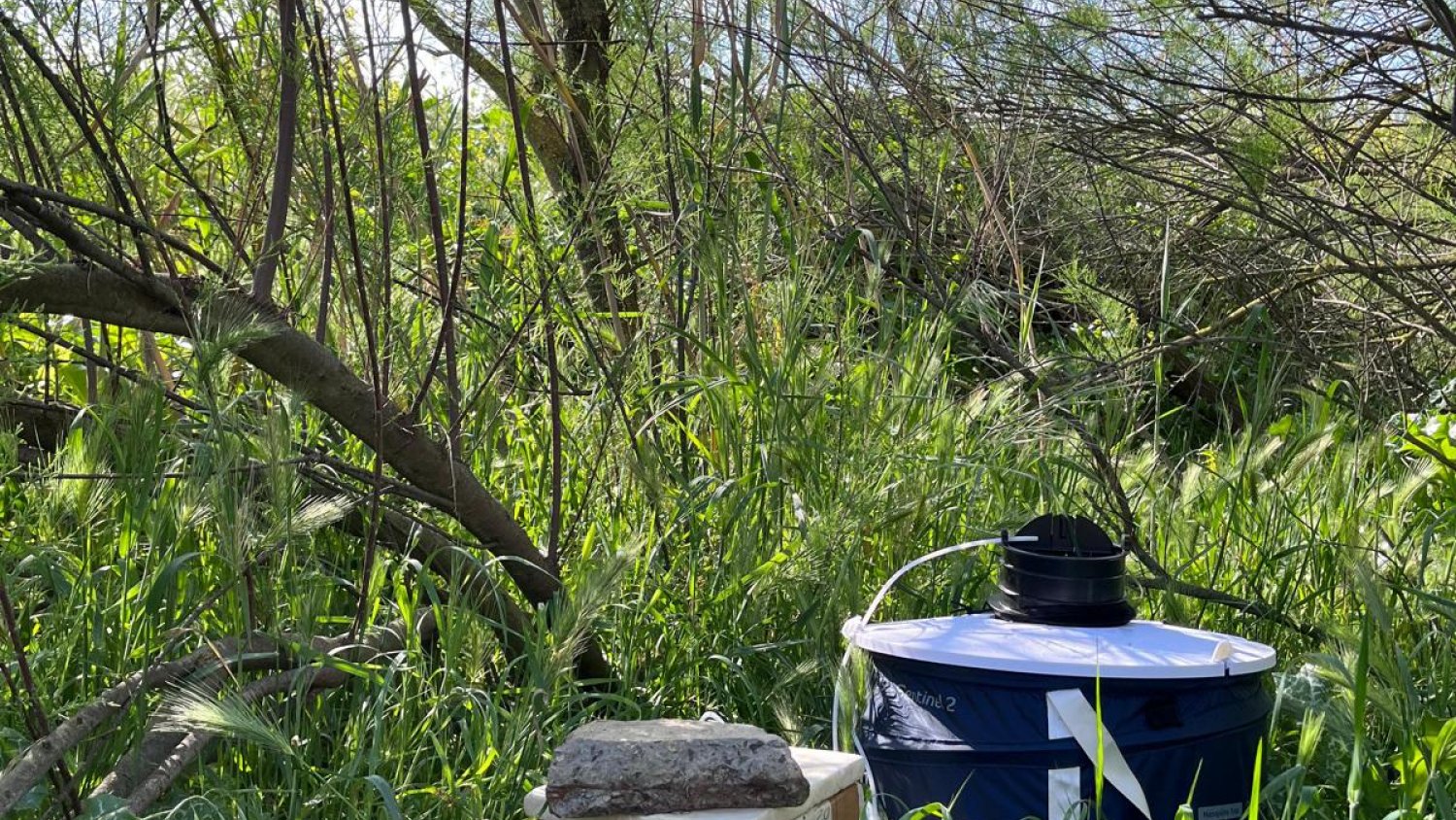 Salud adelanta un mes la vigilancia y control de mosquitos portadores del virus del Nilo occidental