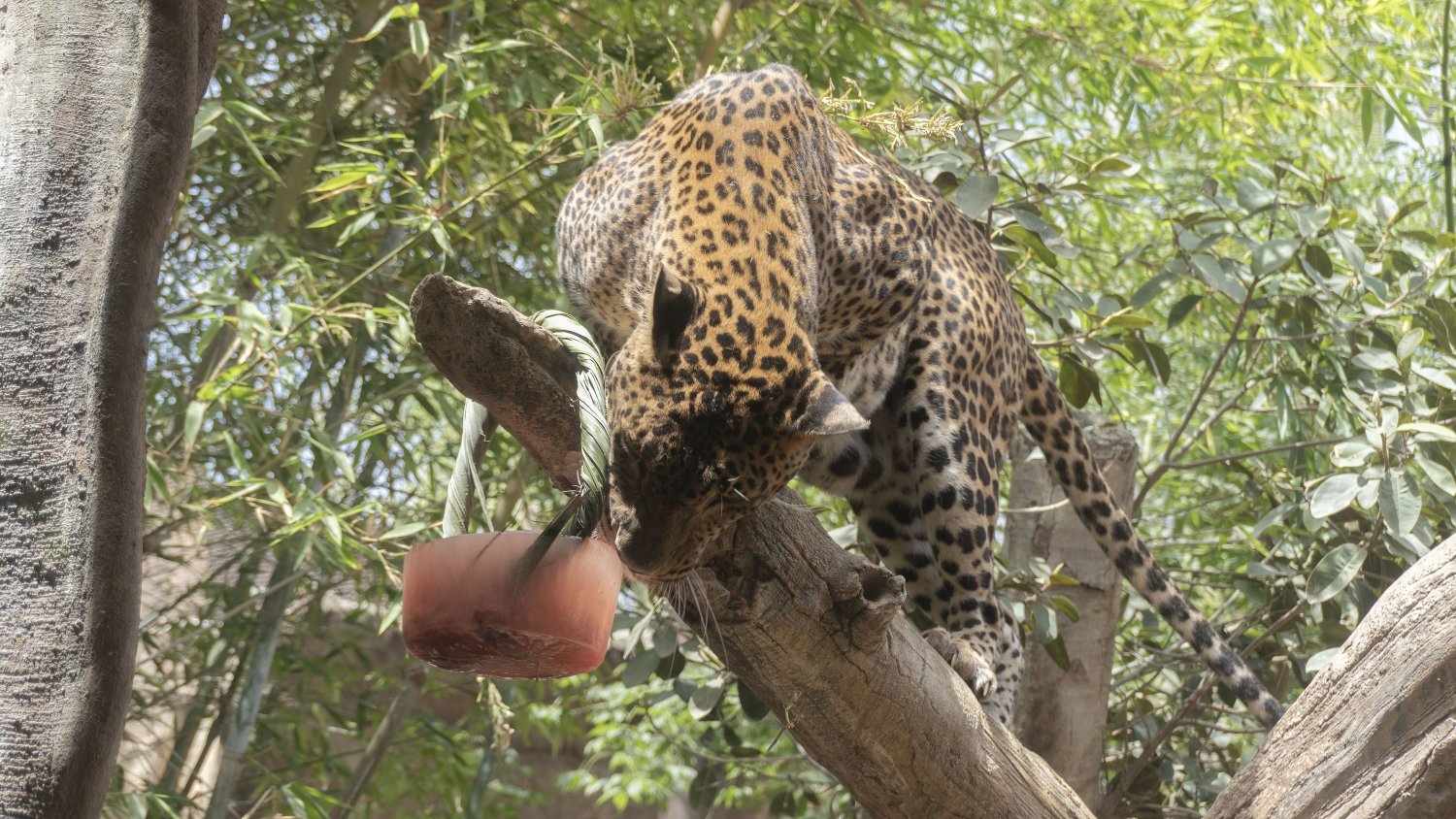 Los animales de Bioparc Fuengirola combaten las altas temperaturas disfrutando de helados