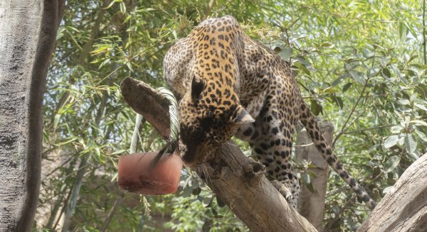 Los animales de Bioparc Fuengirola combaten las altas temperaturas disfrutando de helados