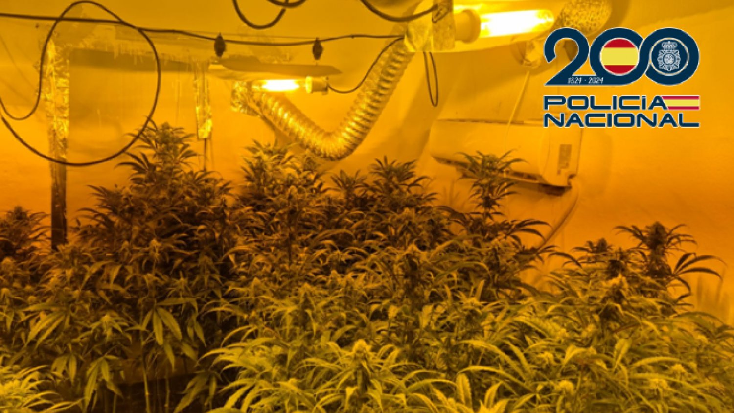 Detenidos en Málaga a tres miembros de un clan familiar dedicado al cultivo de marihuana