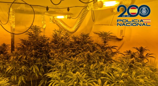 Detenidos en Málaga a tres miembros de un clan familiar dedicado al cultivo de marihuana