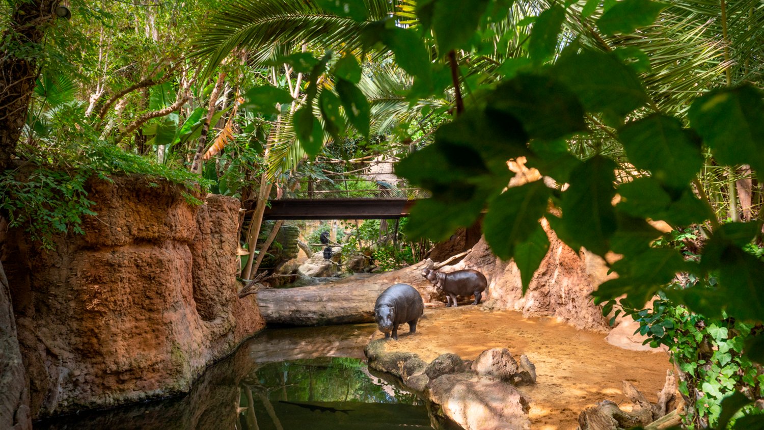 BIOPARC Fuengirola se suma a la campaña #SinContaminaciónPorPlásticos en la  efeméride ambiental de la ONU