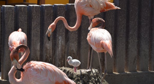 La vida se abre paso: ‘baby boom’ en los Selwos con nacimientos de nutrias, flamencos y otras especies