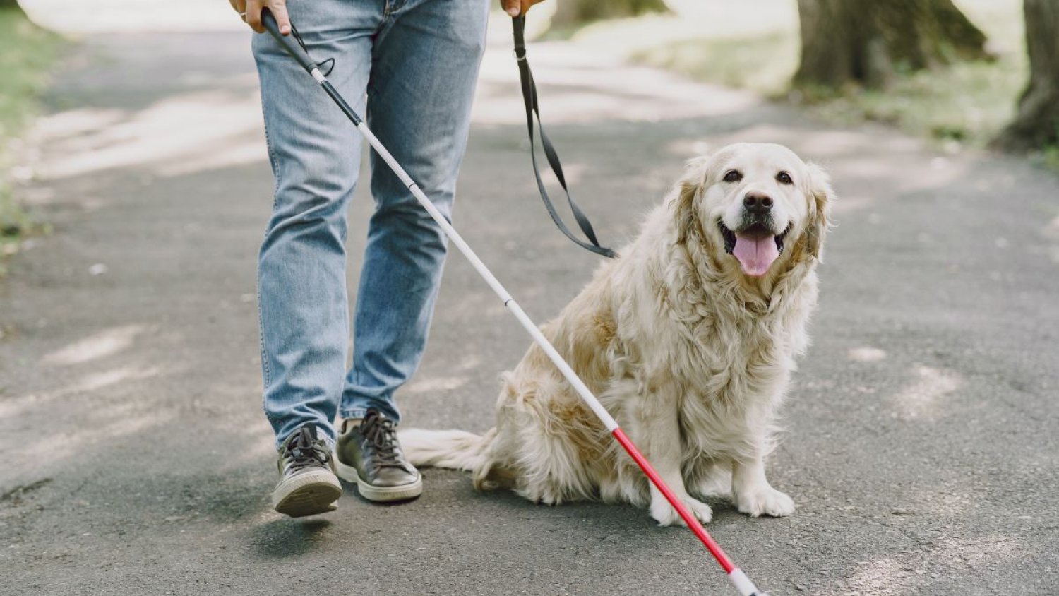 Entra en vigor el decreto que regula el reconocimiento y registro de perros de asistencia en Andalucía