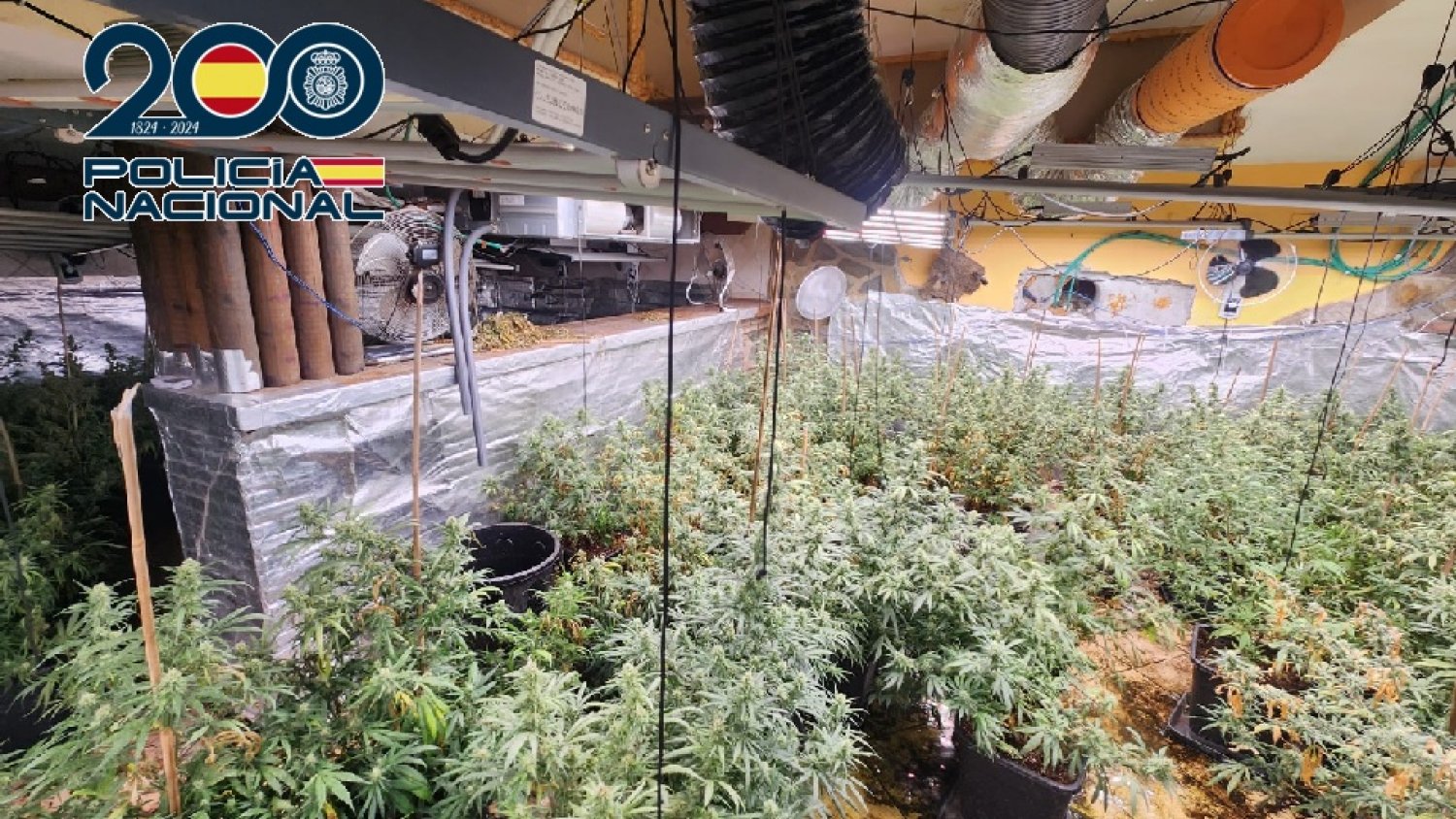 Desmantelada una plantación de marihuana con 320 plantas en avanzado crecimiento en Coín