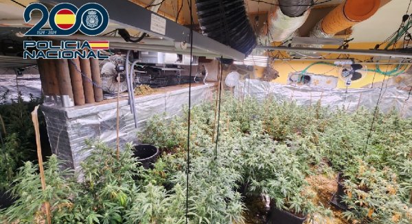 Desmantelada una plantación de marihuana con 320 plantas en avanzado crecimiento en Coín
