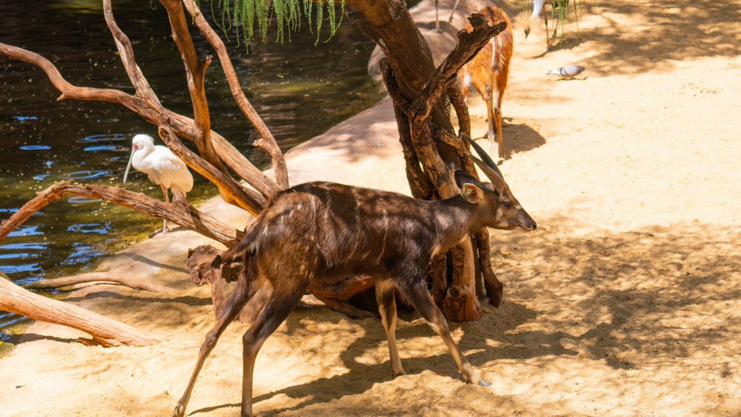 Bioparc Fuengirola recibe un nuevo macho de sitatunga occidental para su programa de conservación