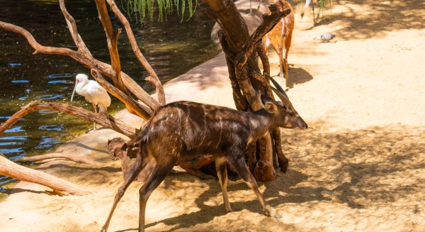 Bioparc Fuengirola recibe un nuevo macho de sitatunga occidental para su programa de conservación