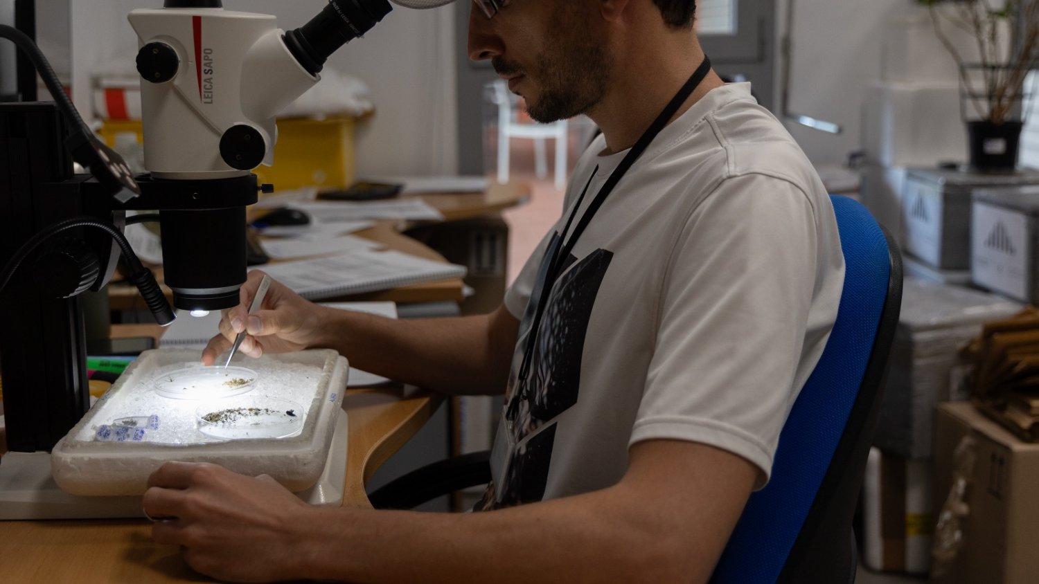 Las trampas de mosquitos no detectan circulación del virus del Nilo occidental la última semana en Andalucía