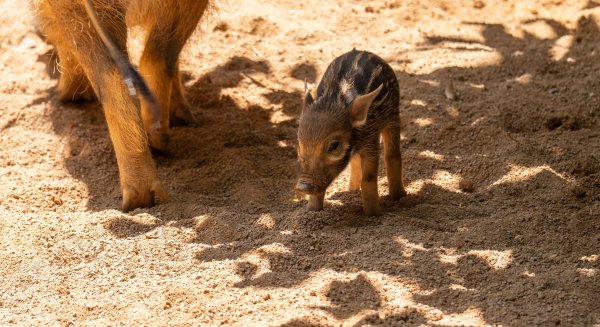 Bioparc Fuengirola celebra el nacimiento de una cría de potamoquero rojo, el jabalí africano de pelaje más vistoso