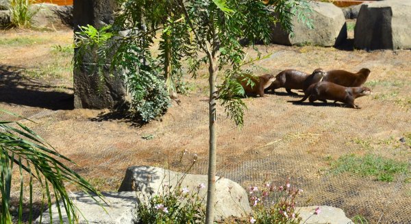 Sea Life Benalmádena estrena una nueva zona para sus nutrias asiáticas de garra corta