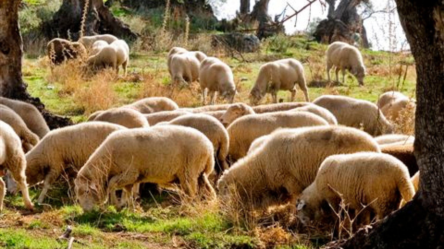 La Junta anima a los ganaderos andaluces a vacunar a sus animales contra la lengua azul