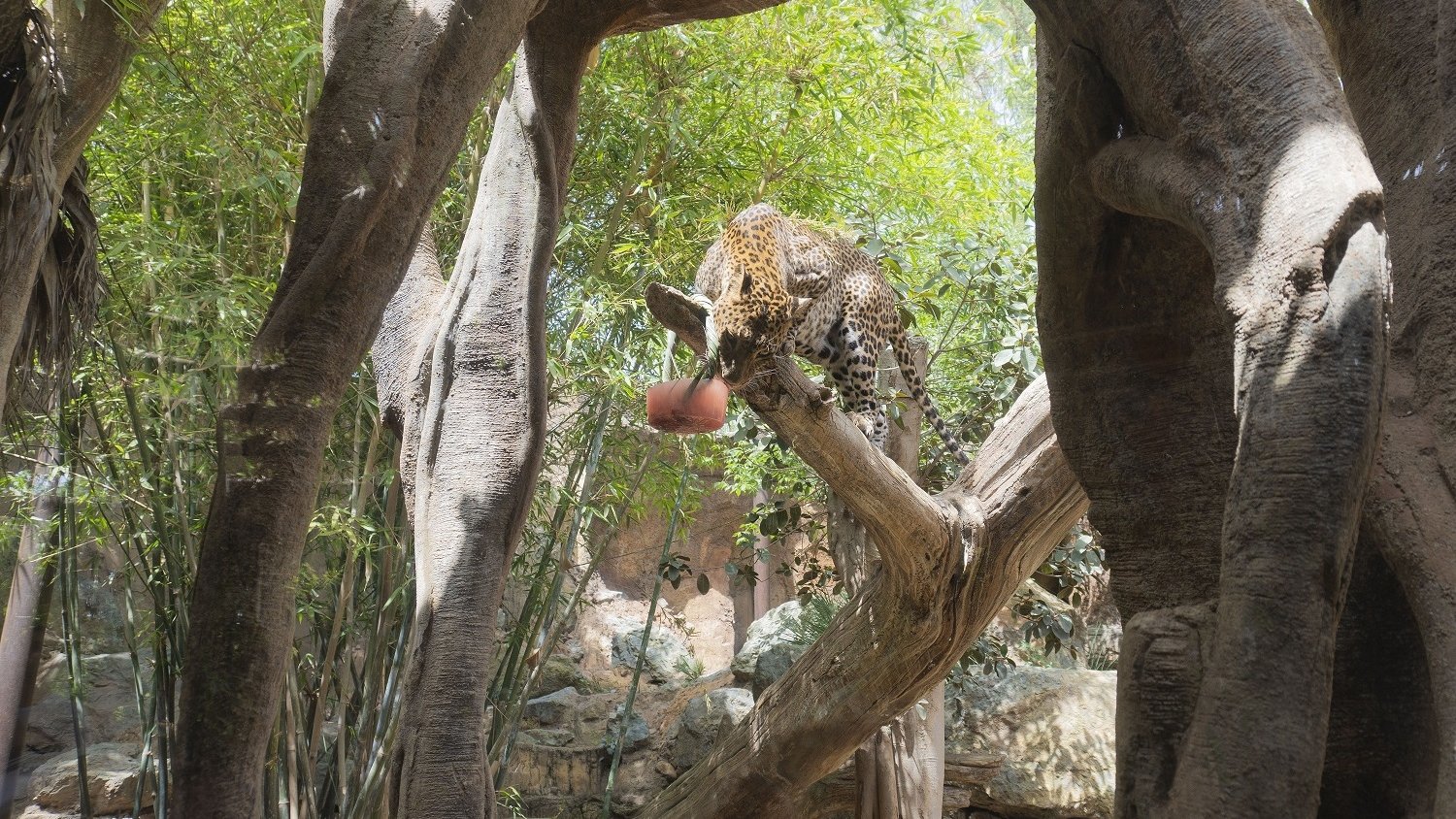 Bioparc Fuengirola invita a descubrir la naturaleza más salvaje a través de unos ‘Encuentros con cuidadores’