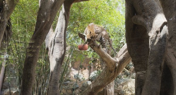 Bioparc Fuengirola invita a descubrir la naturaleza más salvaje a través de unos ‘Encuentros con cuidadores’