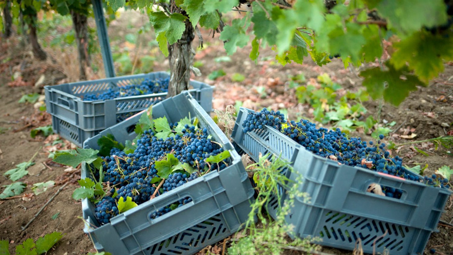 La Diputación volverá a reconocer a los mejores vinos de la provincia con su Premio Sabor a Málaga