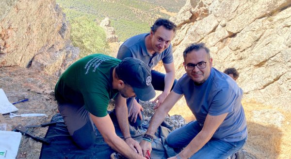 La población reproductora del alimoche sigue creciendo en Andalucía y alcanza las 27 parejas