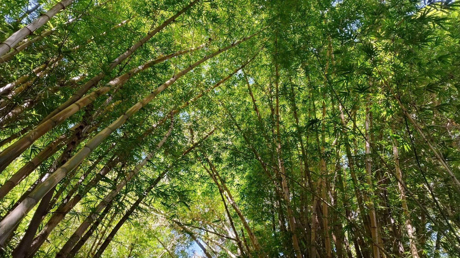 La planta del mes de octubre en el Jardín Botánico-Histórico La Concepción es el bambú común