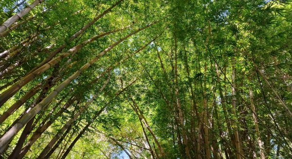 La planta del mes de octubre en el Jardín Botánico-Histórico La Concepción es el bambú común