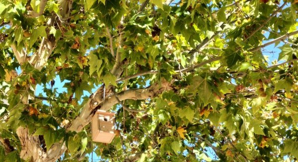 La Diputación instalará 120 cajas nido para aves, murciélagos e insectos en la Sierra de las Nieves