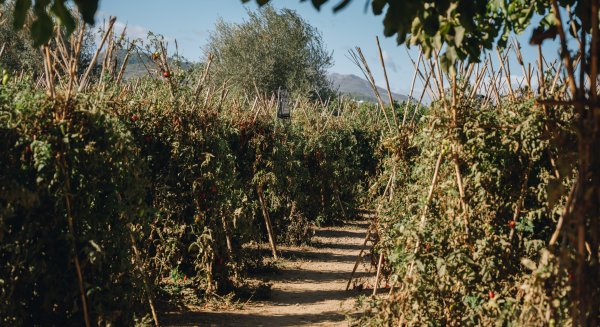 Frutas y Verduras Eladio comienza la temporada de otoño expandiendo la producción de su línea gourmet 'Calma Eladio'