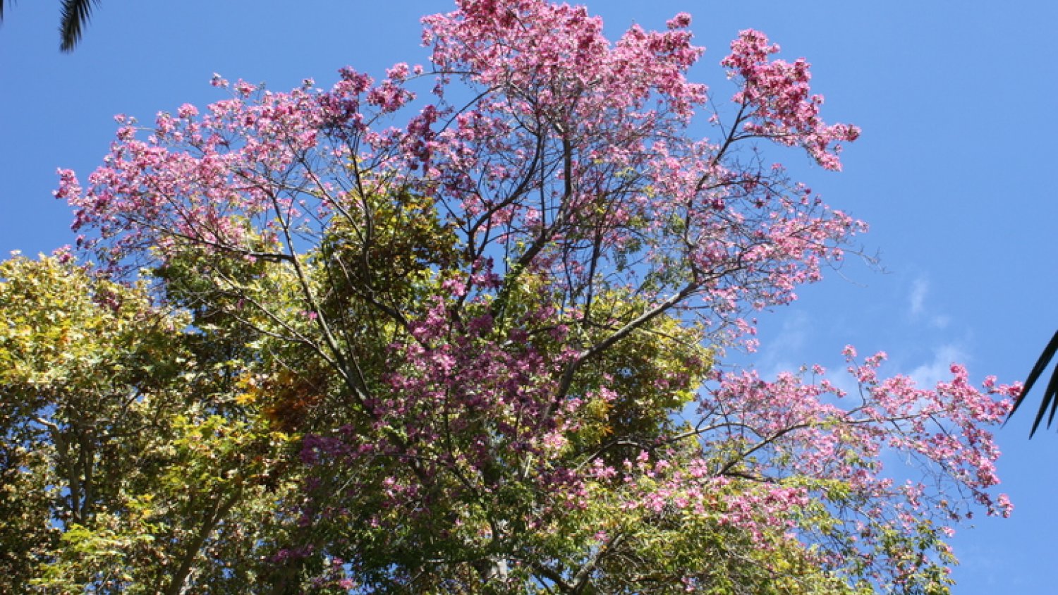 La planta del mes de noviembre en el Jardín Botánico-Histórico La Concepción es el palo borracho rosado