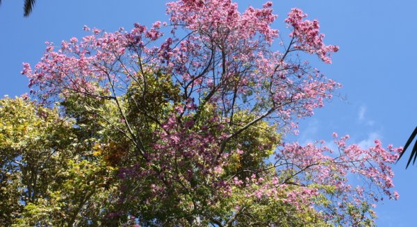 La planta del mes de noviembre en el Jardín Botánico-Histórico La Concepción es el palo borracho rosado