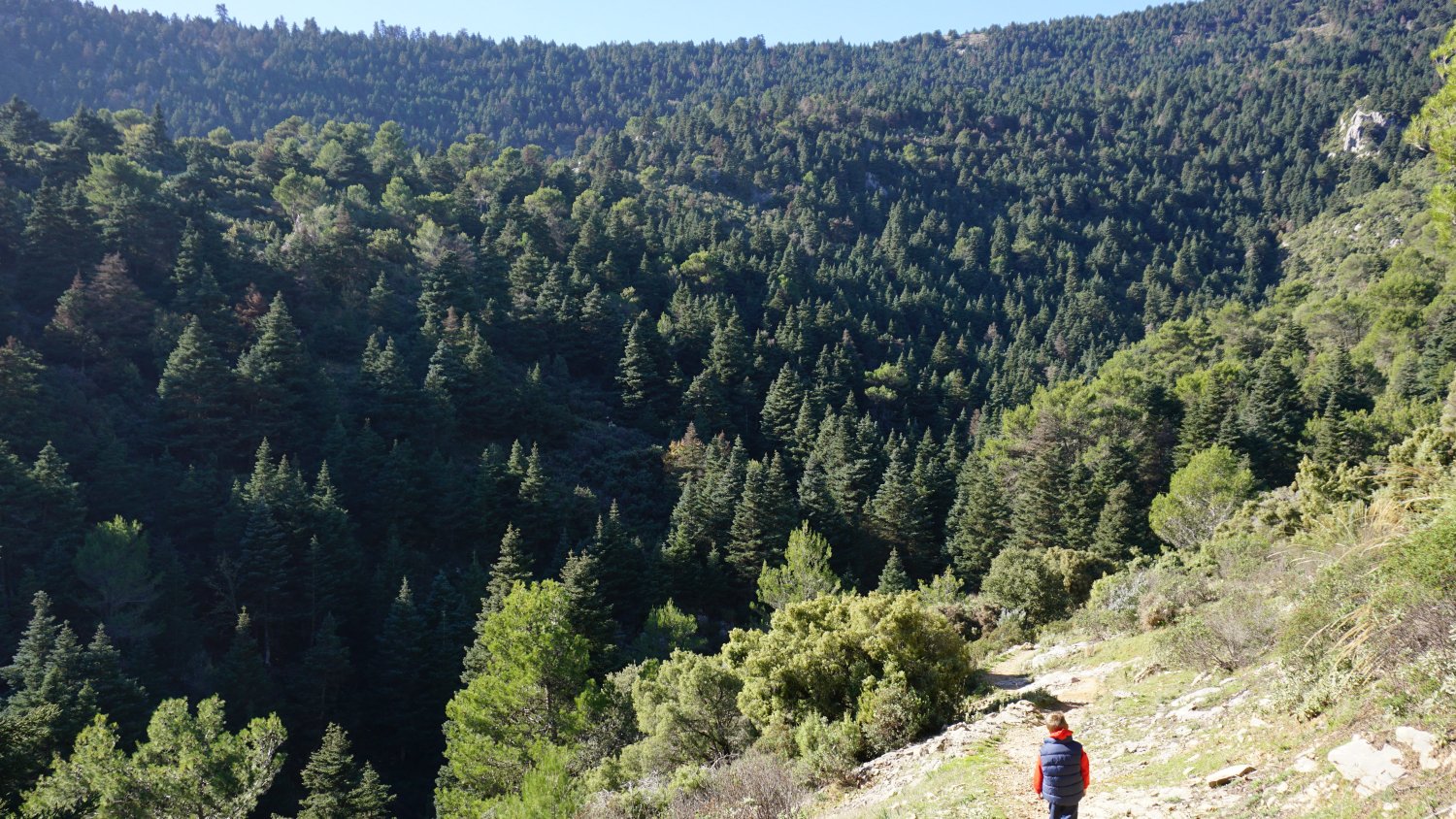 La Diputación de Málaga y la Fundación Unicaja impulsan una plantación de pinsapos en el Parque Nacional Sierra de las Nieves
