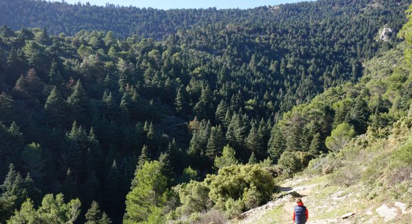 La Diputación de Málaga y la Fundación Unicaja impulsan una plantación de pinsapos en el Parque Nacional Sierra de las Nieves