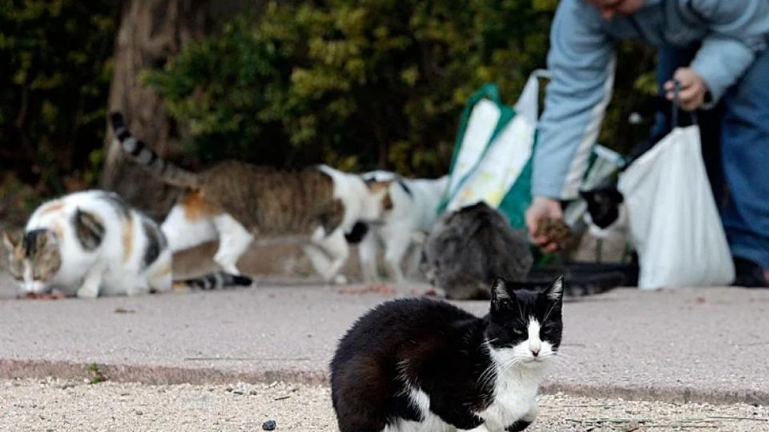 El Ayuntamiento de Mijas organiza un curso de buenas prácticas para personas cuidadoras de colonias felinas