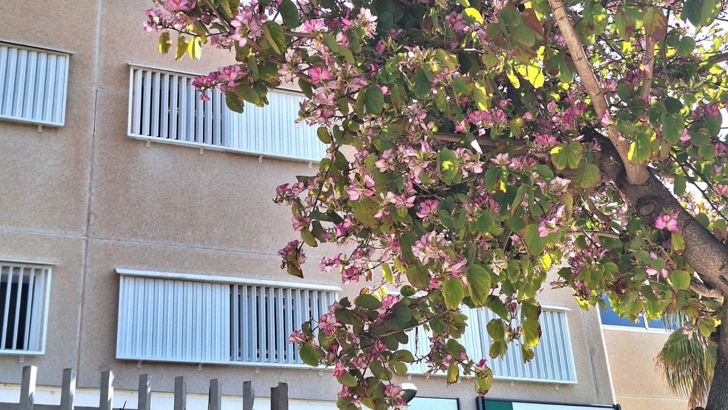 Dos centros educativos de Málaga reconocidos en la entrega de los Premios de Buenas Prácticas en Enseñanza Bilingüe 24/25 