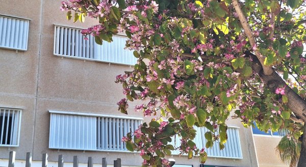 Dos centros educativos de Málaga reconocidos en la entrega de los Premios de Buenas Prácticas en Enseñanza Bilingüe 24/25 