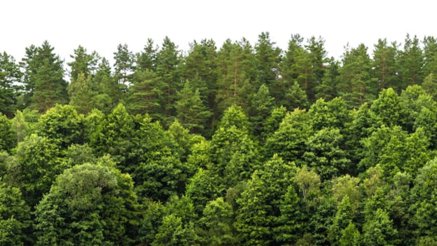 La construcción del nuevo Hospital Civil fuerza la tala de más de 700 árboles en Málaga