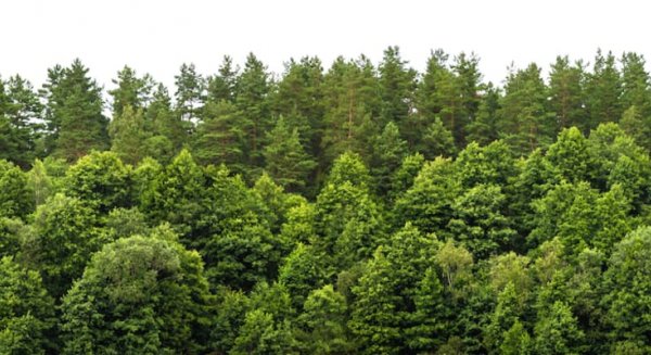 La construcción del nuevo Hospital Civil fuerza la tala de más de 700 árboles en Málaga