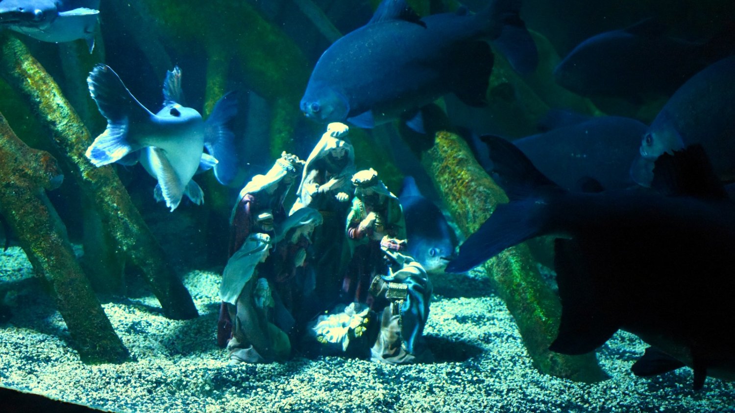 Sea Life Benalmádena instala su tradicional Belén Submarino con 'pirañas vegetariana' y la raya Motoro