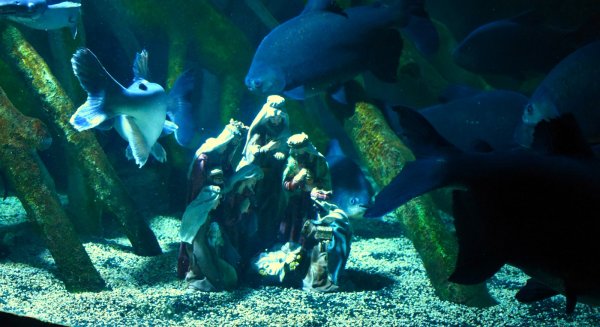 Sea Life Benalmádena instala su tradicional Belén Submarino con 'pirañas vegetariana' y la raya Motoro