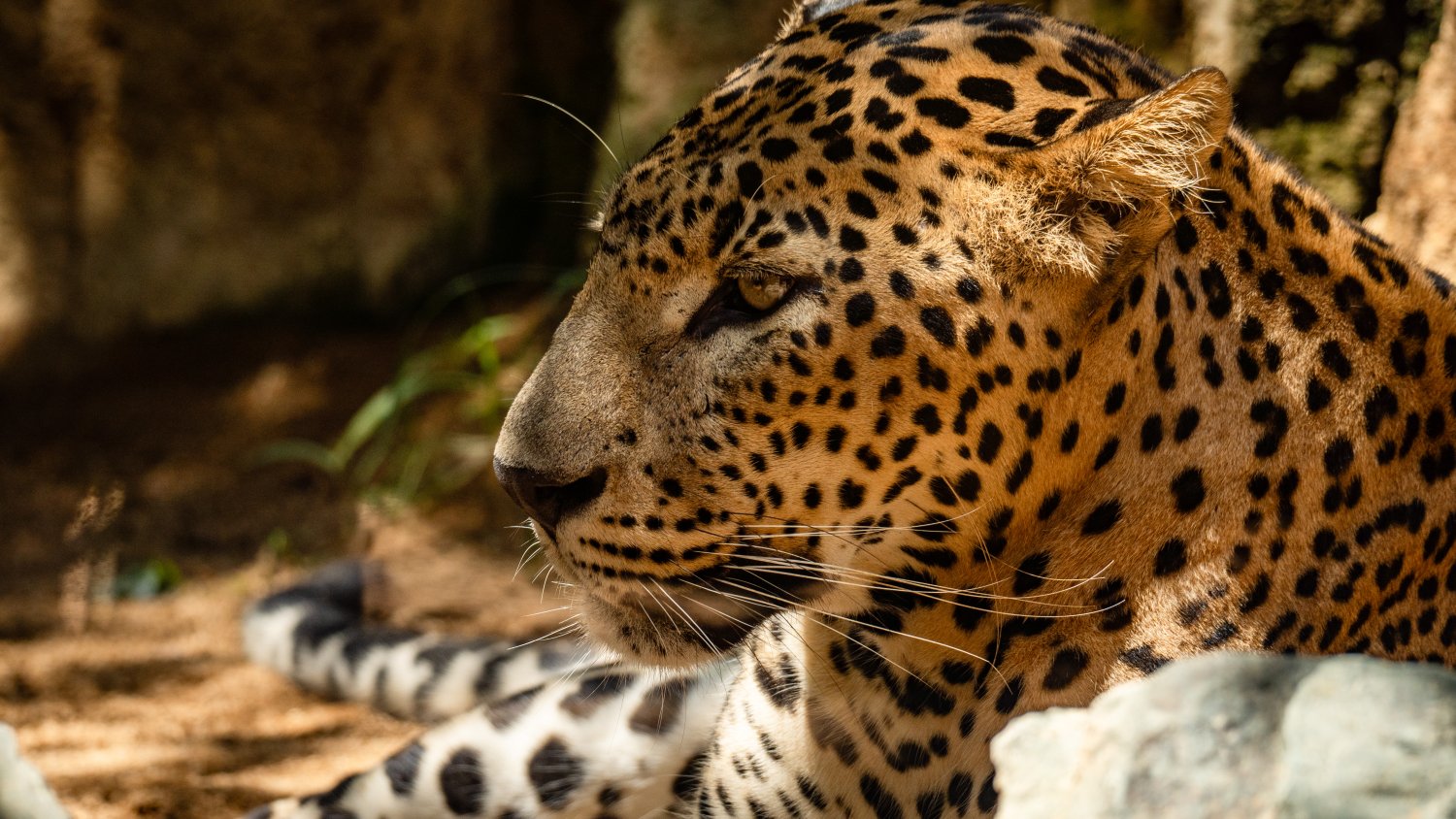 Bioparc Fuengirola presenta su agenda especial de Navidad con actividades para los más pequeños 