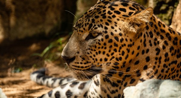 Bioparc Fuengirola presenta su agenda especial de Navidad con actividades para los más pequeños 
