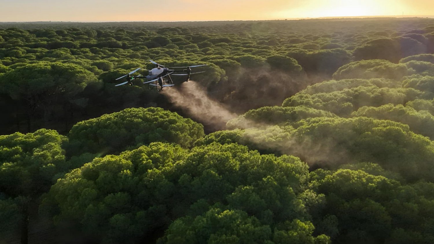 La Junta de Andalucía utiliza por primera vez drones para el control aéreo de la procesionaria del pino 