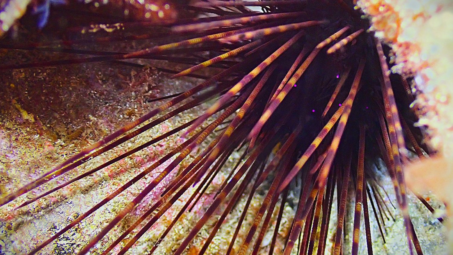 El IEO-CSIC localiza núcleos poblacionales de un erizo marino protegido en aguas del Estrecho y el mar de Alborán