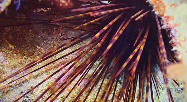 El IEO-CSIC localiza núcleos poblacionales de un erizo marino protegido en aguas del Estrecho y el mar de Alborán